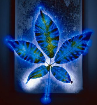 Ejercicio para observar el aura de la naturaleza
